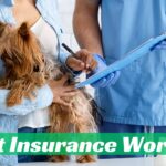 Is Pet Insurance Worth It?